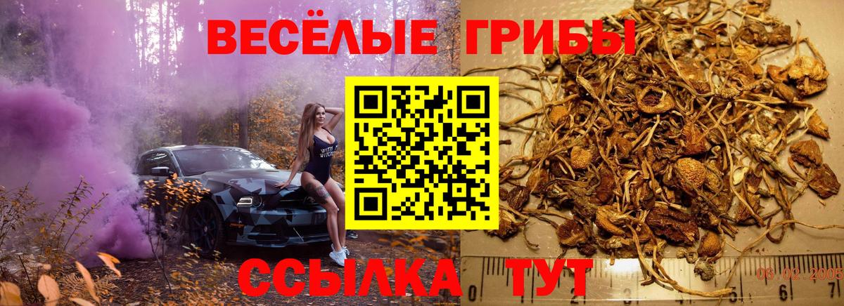 Галлюциногенные грибы Psilocybine cubensis Тихорецк